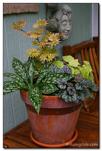 Container of foliage plants.
