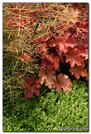 Nandina, Heuchera, and Sedums