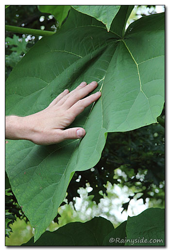 Pawlonia leaf