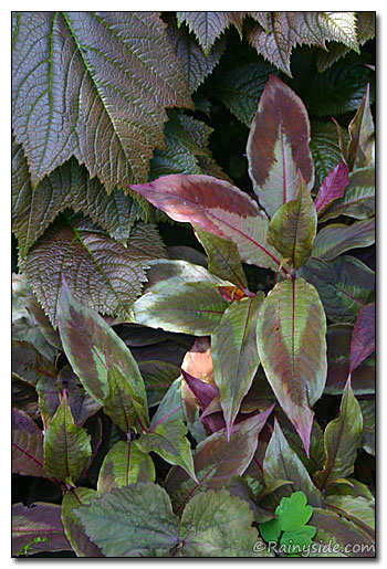 Rodgersia podophylla 'Rotlaub' and Persicaria 'Comptons'