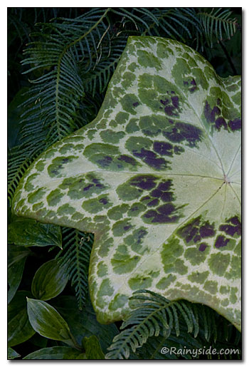 Podophyllum 'Kaleidoscope'