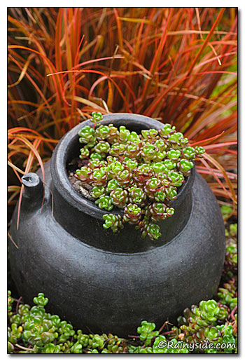Sedum oreganum var. tenue