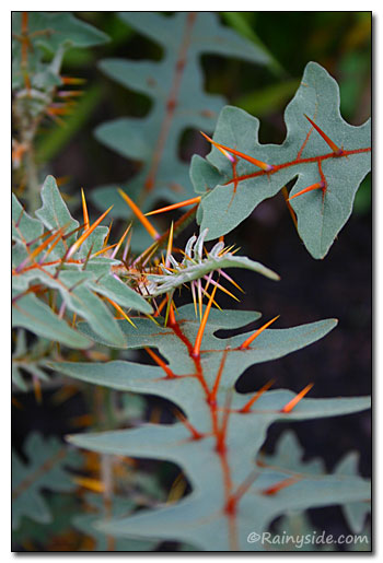 porcupine tomato (Solanum pyracanthum)