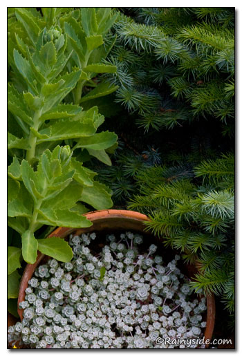 Conifer and Sedum testures
