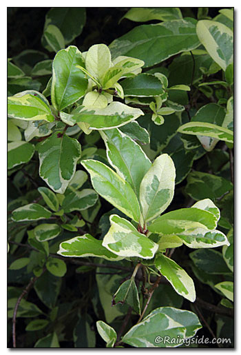 Viburnum tinus 'Variegatum'