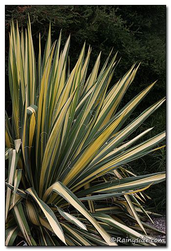 Yucca 'Garland Gold'