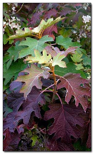 oak leaf hydrangea