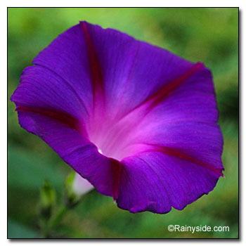 Morning Glory Flower