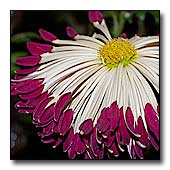maroon and white spoon chrysanthemum