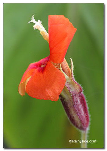 Monkey Flower