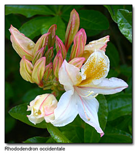 Western azalea