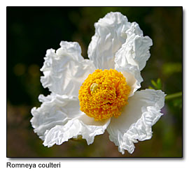 Romneya coulteri Romneya coulteri