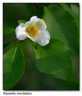 Stewartia monadelpha Stewartia monadelpha