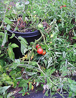 Tomato Pots