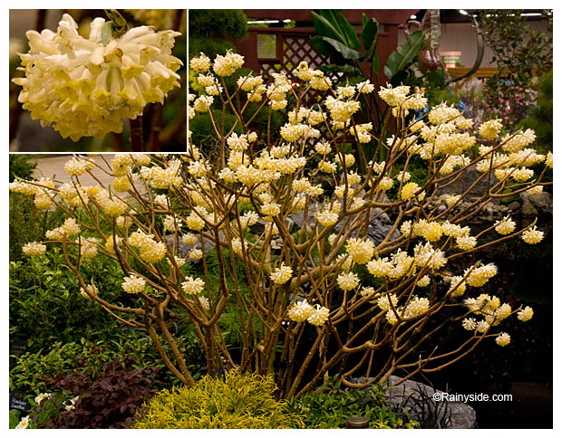 paper bush (Edgeworthia papyrifera)