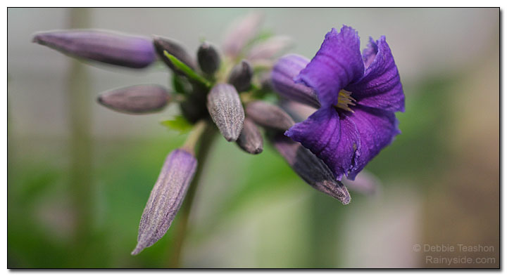 Clematis 'New Love' flower