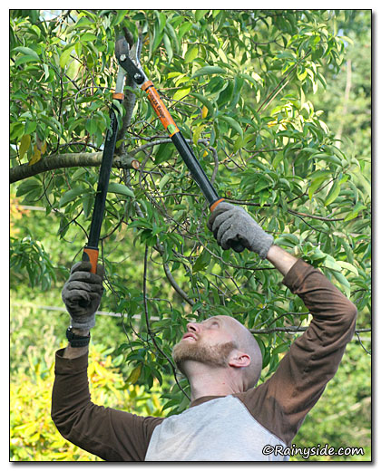 Bloomquist pruning a Cornus capitata tree.