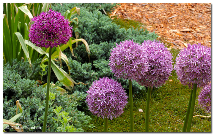 Allium 'Globemaster'