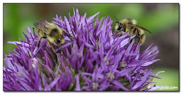 Allium flowers and bees