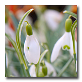 Galanthus elwesii