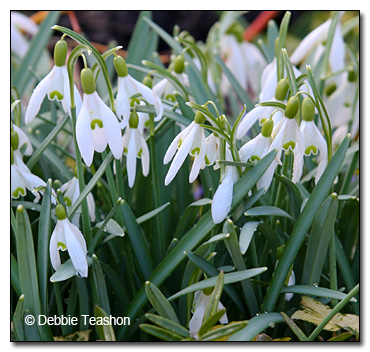 Galanthus elwesii Galanthus elwesii