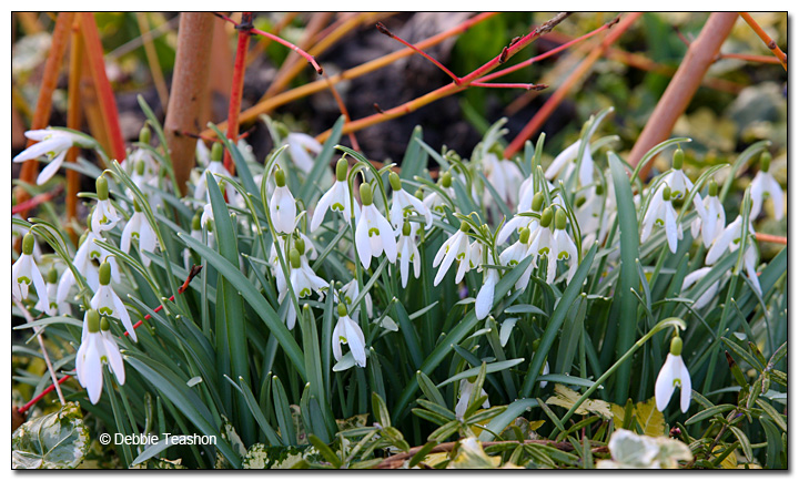 Galanthus elwesii Galanthus elwesii