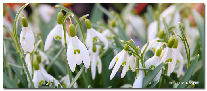 Galanthus elwesii