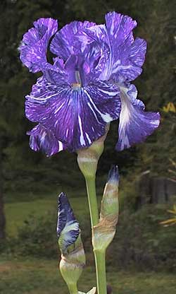 Iris 'Batik'