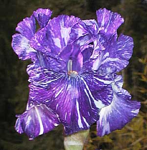 Iris 'Batik'