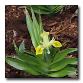 Iris bucharica
