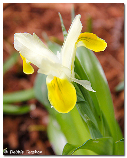 Iris bucharica flower