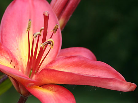 Asiatic LILY</span>