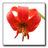 Lilium pomponium flower