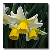Narcissus 'Jack Snipe' Flower