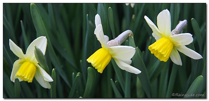 Narcissus 'Jack Snipe' Flowers