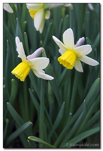 Narcissus 'Jack Snipe' Flowers