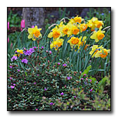 Narcissus, tulips and rhododendrons