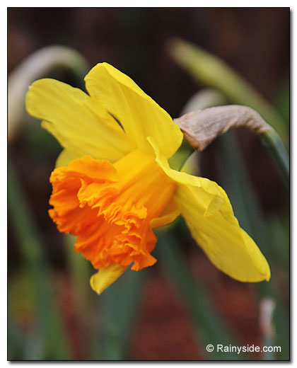 daffodil with frilly cup