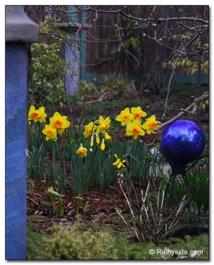 Narcissus 'Suada' in the garden