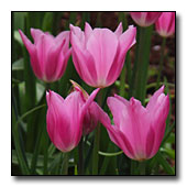 lily-flowering tulip