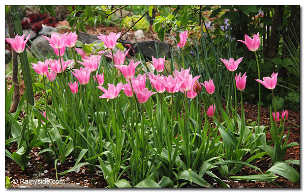 large swath of tulips in the garden.
