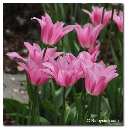 Tulip 'China Pink' flowers
