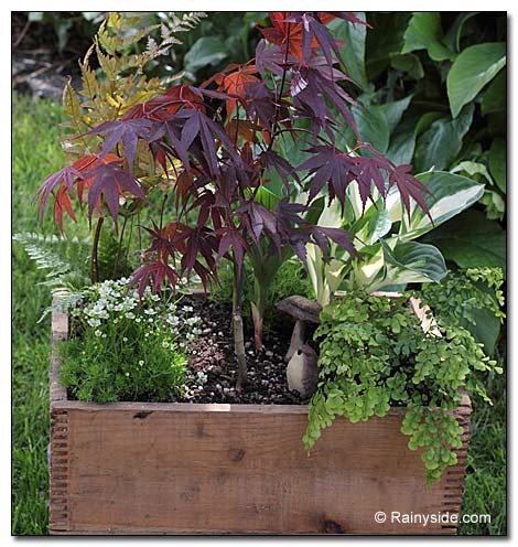 Strawberry box planter