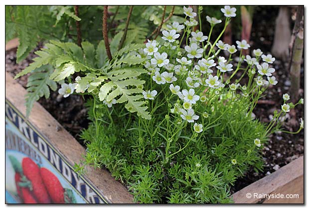 mossy saxifraga