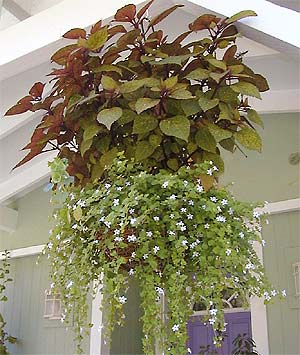Bacopa and Coleus