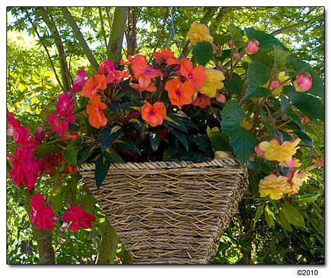 Begonia and impatiens flower basket