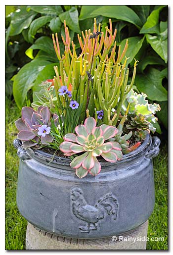 Blue Ceramic Rooster Container