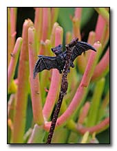 Fire Sticks and Bat Fire Sticks and Bat