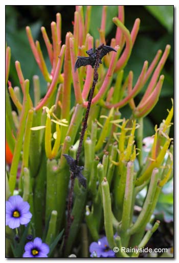 Euphorbia tirucalli 'Fire Sticks'