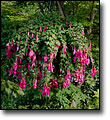 Fuchsia 'Red Spider'